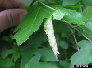 uploads/images/pest/okra leaf roller.jpg
